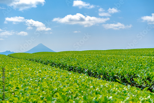 南九州市の茶畑と開聞岳