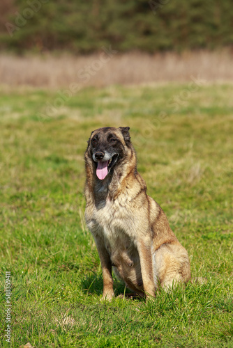 Belgian shepherd malinois