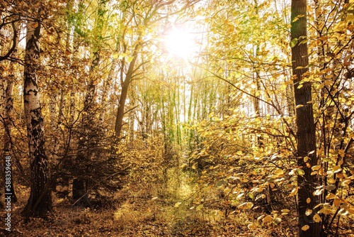 Fototapeta Naklejka Na Ścianę i Meble -  Autumn forest with sunlight photo