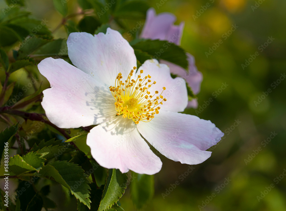 Rosa canina