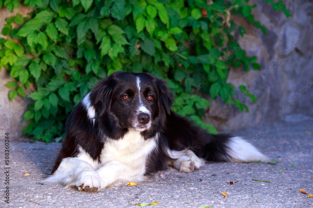 Dog breed Border Collie Dog breed Border Collie