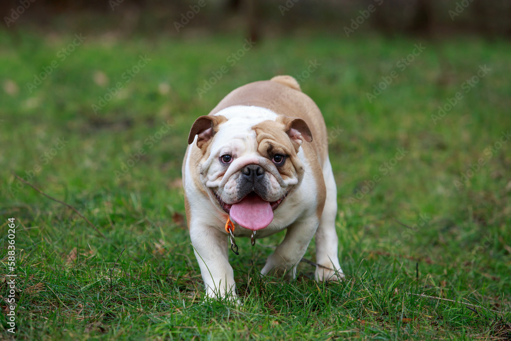 dog breed English bulldog
