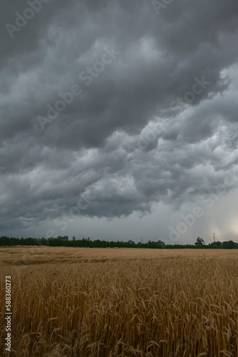Heavy dark thunderstorm clouds over yellow wheat rye fields landscape. Severe weather, hurricane, heavy rain, strong winds, tornadoes concept. Ontario, Canada.