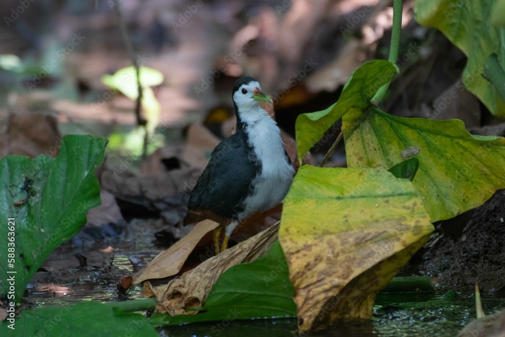 Obraz premium Kareo bird Is a bird species that belongs to the Rallidae family. Usually this bird can be found in swamp grass, rice fields and of course in areas that smell wet