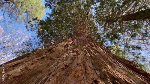 Redwood national park, United States. Camera moves between the huge trunks of redwoods. Panorama in the Sierra Nevada in California. Sequoias in Mariposa grove at Yosemite National Park.