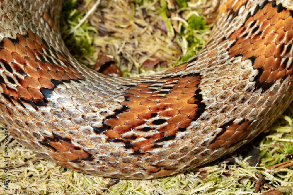 Fototapeta premium Maize runner. Spotted climbing runner. A red rat snake. Pantherophis guttatus.