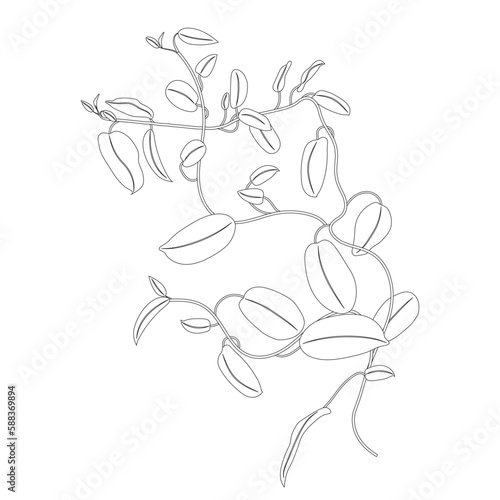 Coloring liana, climbing tropical plant, contour drawing. Hoya flower