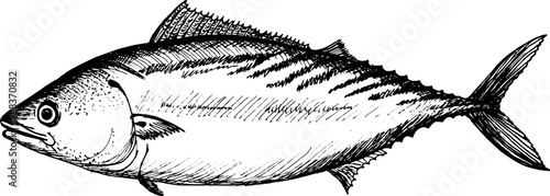 Detailed hand drawn black and white illustration of Atlantic Bonito fish