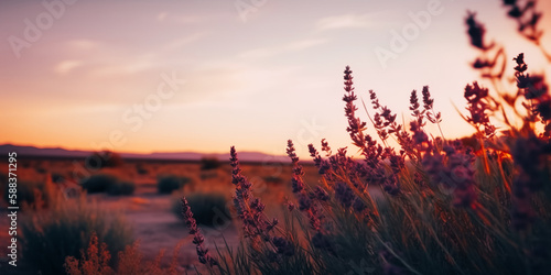 Dusk in the desert, with lavender growing