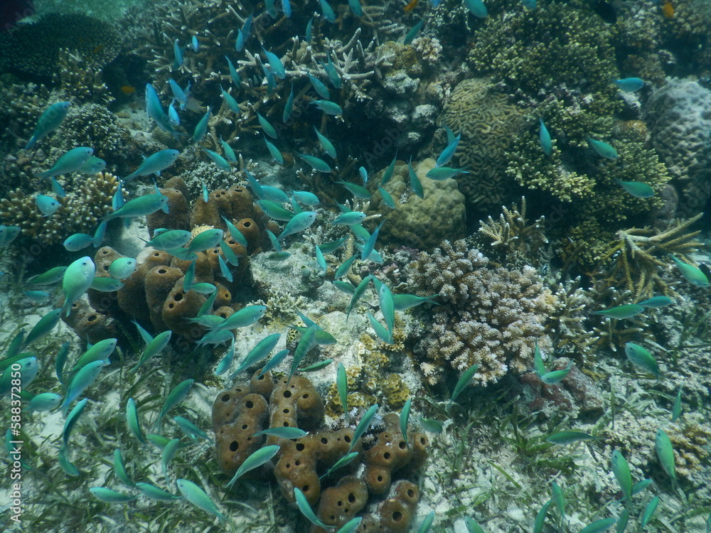 Fototapeta premium セブダイビング