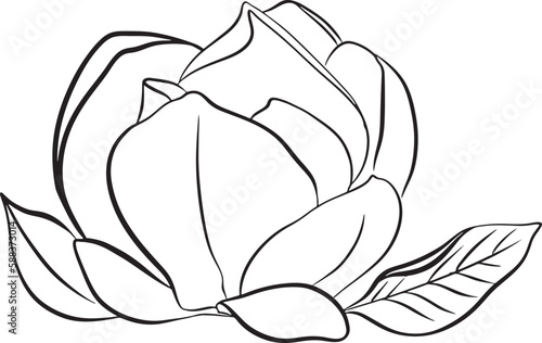 Magnolia Flowers. Black and white line illustration of magnolia flowers on white background. Botanical vector sketch line floral art. beautiful monochrome, twig blossoming magnolia tree