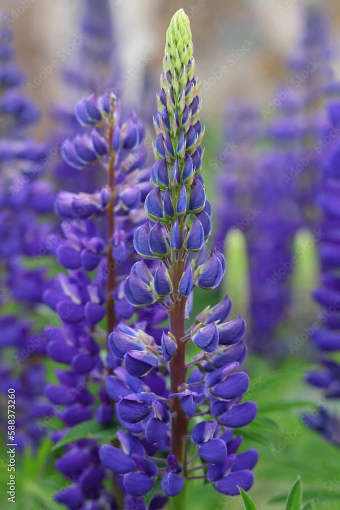 Obraz premium Purple Lupin flowers blooms in the field. Bunch of lupines summer flower background. Violet spring and summer flower. Pink flowers Lupine a green background. Lupinus. Fabaceae Family. Blooming lupine