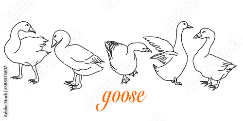 Hand-Drawn Outlines of a Cute goose in Various Poses, Rendered in Doodle-Style Drawing with Freehand Sketching