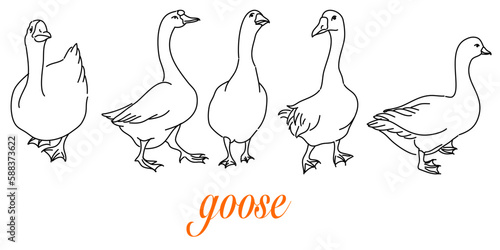 Hand-Drawn Outlines of a Cute goose in Various Poses, Rendered in Doodle-Style Drawing with Freehand Sketching