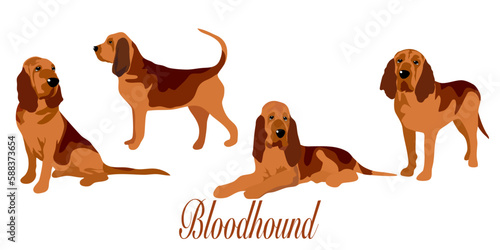 Hand-Drawn Outlines of a Cute bloodhound in Various Poses, Rendered in Doodle-Style Drawing with Freehand Sketching photo