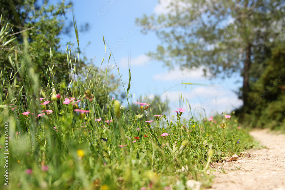 Fresh grass and flowers growing in the forest at spring Fresh grass and flowers growing in the forest at spring