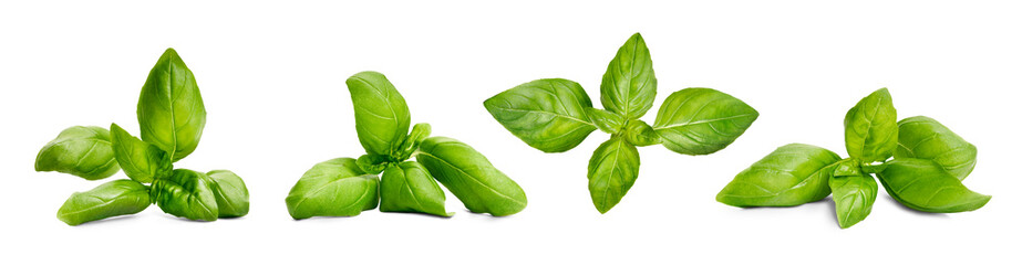 Fresh green basil leaves grown in a herb garden isolated against a transparent background