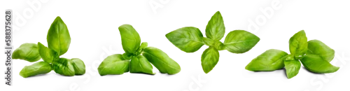 Panel kuchenny z motywem Fresh green basil leaves grown in a herb garden isolated against a transparent background