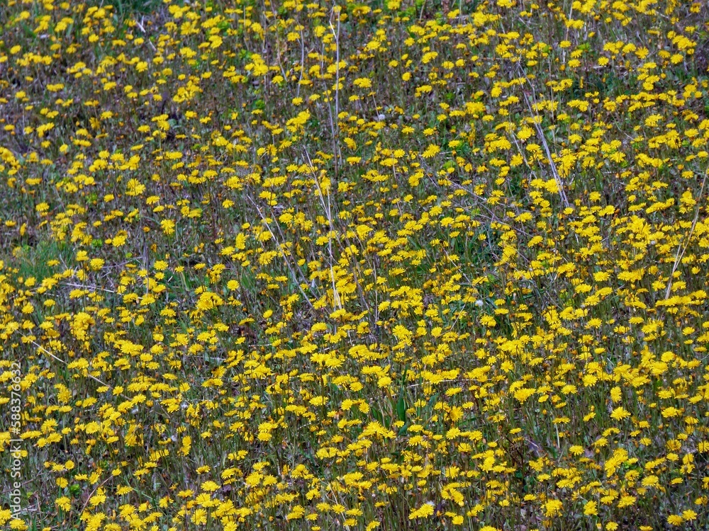 flower flower