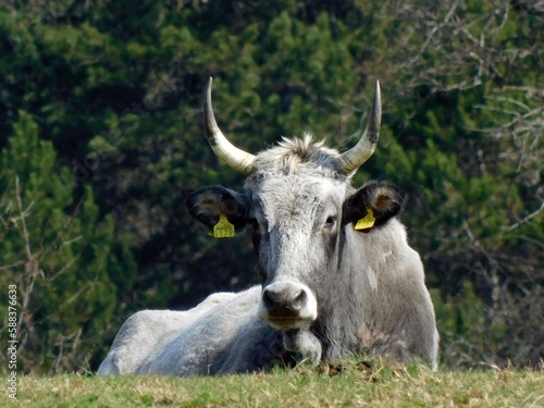 cow © Bojan Bonifacic