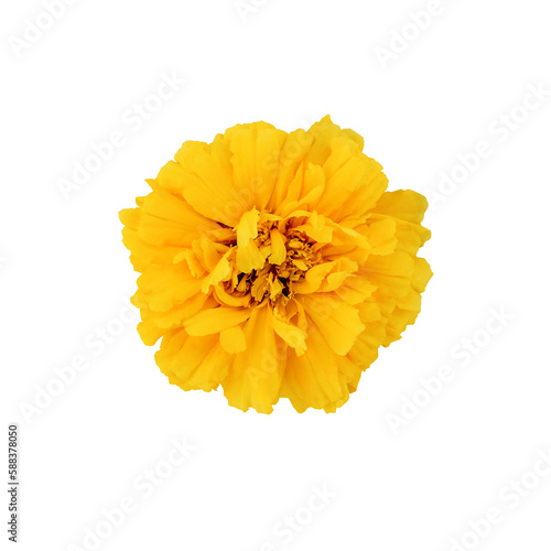 Beautiful yellow marigold flower. Isolated on a white background. Top view.