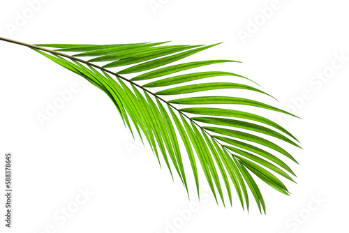 tropical palm leaf isolated on white background, coconut leaves for summer background	
