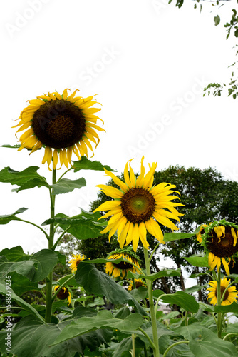 Fototapeta Naklejka Na Ścianę i Meble -  Common sunflower