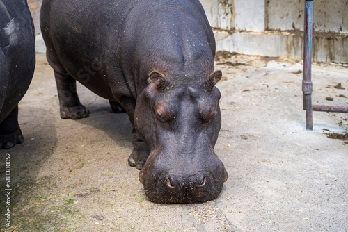 Hippopotamus inside the cage at Belgrade Zoo.