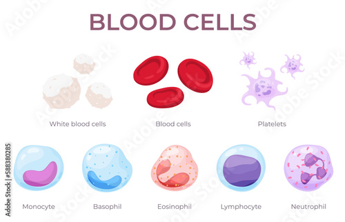 Blood cells. The circulatory system is its components. Red blood cells, white blood cells, platelets, lymphocytes in cartoon style. Vector illustration photo