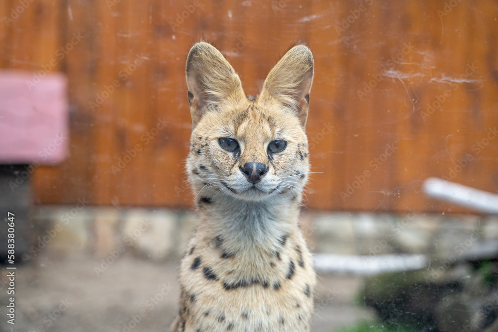 Serval inside the cage at Belgrade Zoo. Serval inside the cage at Belgrade Zoo.