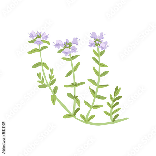 thyme, field flowers, vector drawing wild plants at white background, floral elements, hand drawn botanical illustration
