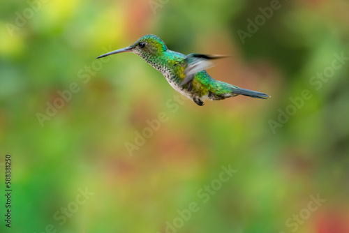 Small, Blue-chinned Sapphire hummingbird flying in the air on the island of Trinidad.