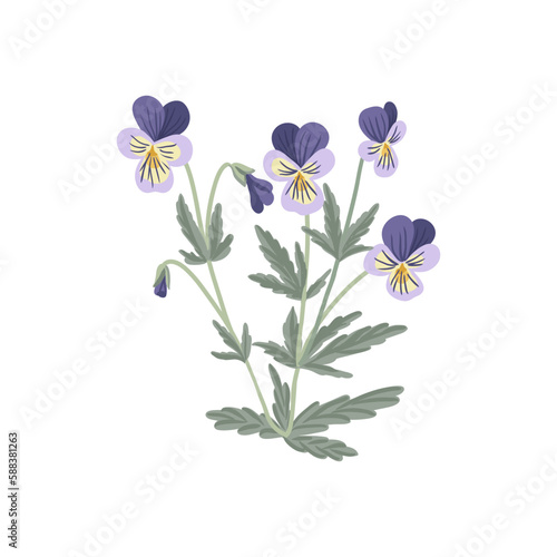 wild pansy, viola tricolor, field flowers, vector drawing flowering plants at white background, floral elements, hand drawn botanical illustration