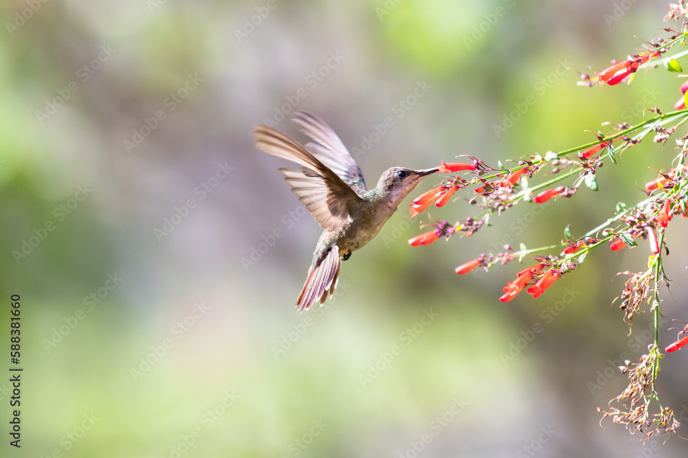 Obraz premium Ruby Topaz hummingbird feeding on red flowers with tail flared and pastel background.