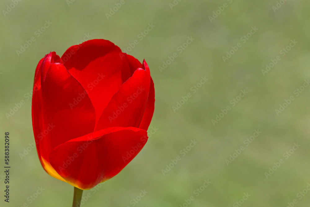 close up of red tulip against green background close up of red tulip against green background