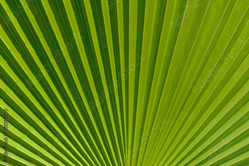 close up of green palm tree leaf