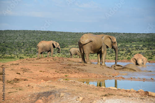 Africa- Large Format Close Up of Wild Elephants Bathing in a Lake
