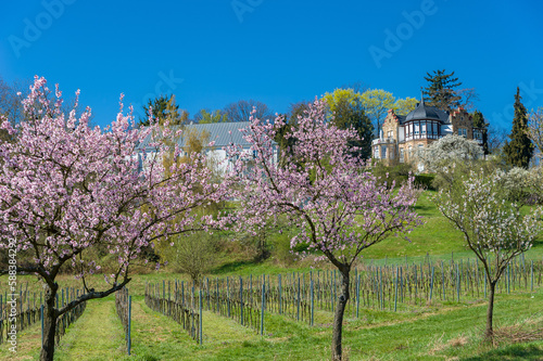 Blühende Mandelbäume vor historischer Villa an der südlichen Weinstraße. Bad Bergzabern, Region Pfalz im Bundesland Rheinland-Pfalz in Deutschland photo