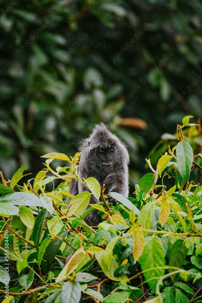 Obraz premium Małpa