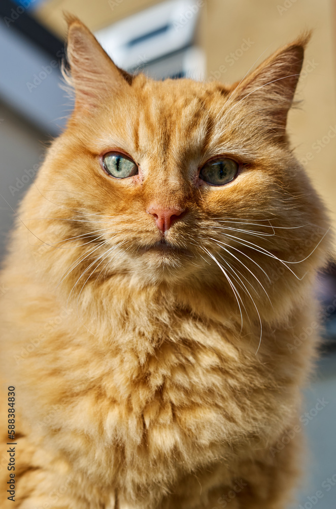 ginger cat with green eyes close-up on a light background