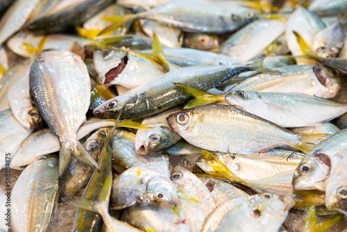 raw yellowtail fish on the counter of the fish market