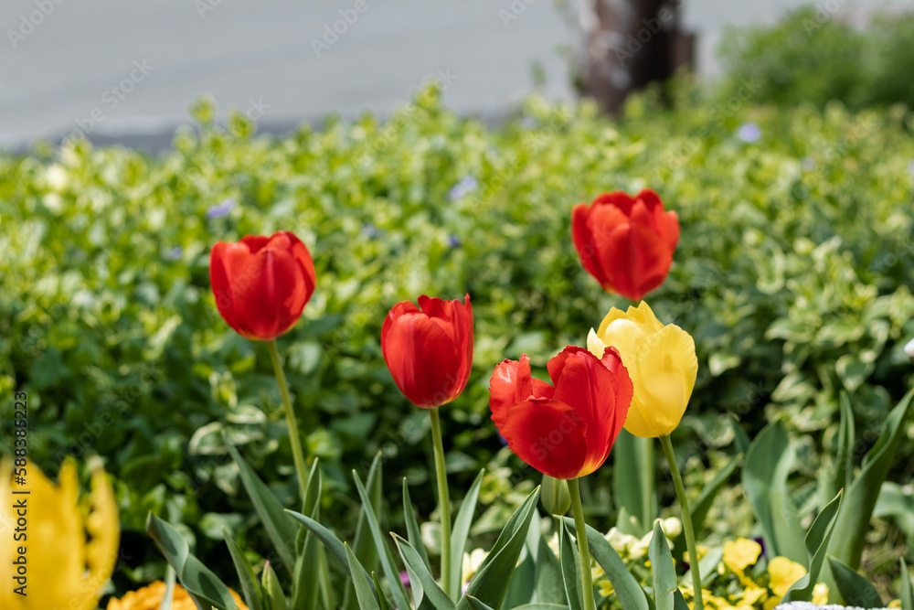 Roadside tulips are blooming in winter. Roadside tulips are blooming in winter.