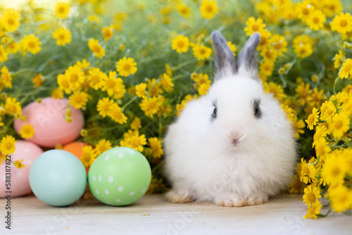 Lovely bunny easter fluffy baby rabbit with colorful easter eggs on green garden with daisy flowers nature background on sunny warmimg summer day. Symbol of easter day festival. summer season. photo