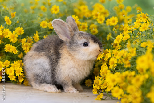 Lovely bunny easter fluffy baby rabbit with colorful easter eggs on green garden with daisy flowers nature background on sunny warmimg summer day. Symbol of easter day festival. summer season. photo