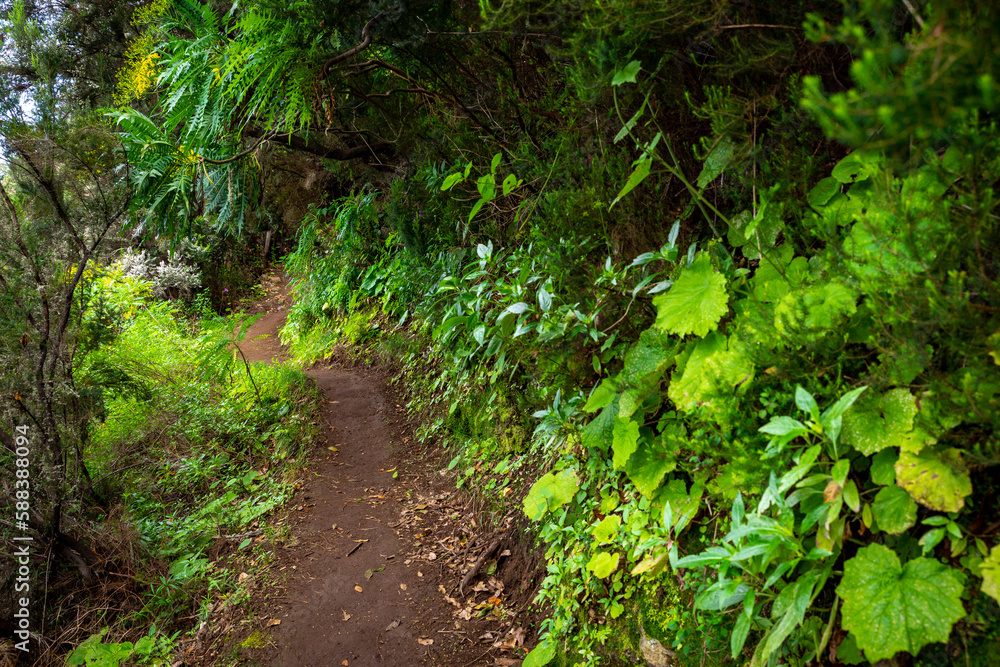 Obraz premium La Palma Island. Cubo de La Galga Trail. Tropical Exotic Landscape of La Palma. Canary Islands, Spain.