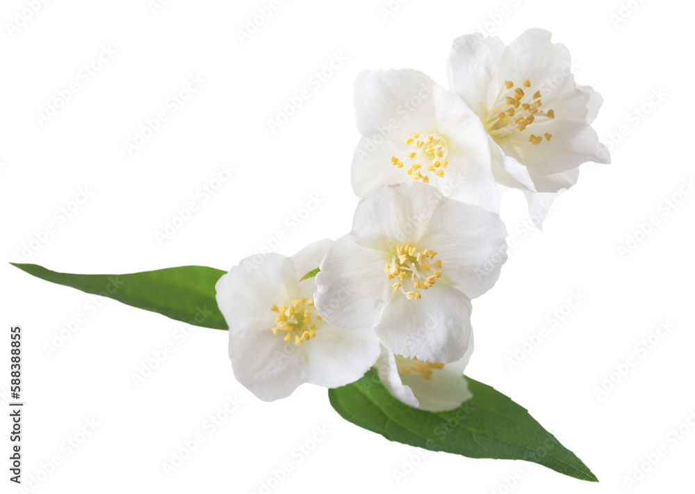 Fotografie jasmine flowers isolated on transparent background