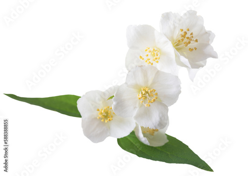 jasmine flowers isolated on transparent background