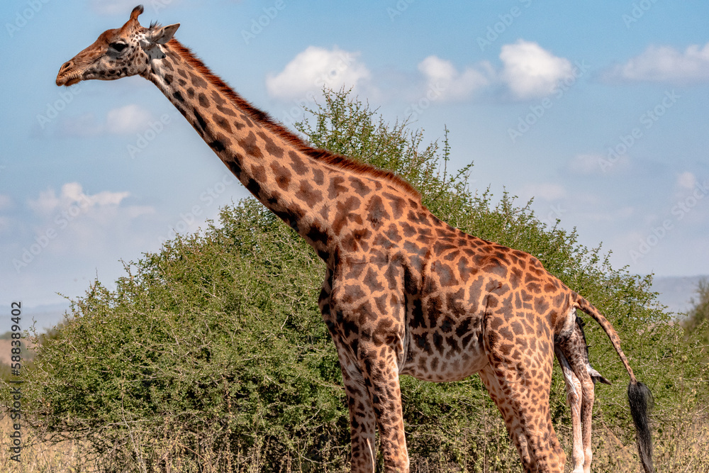 Obraz premium giraffe giving birth