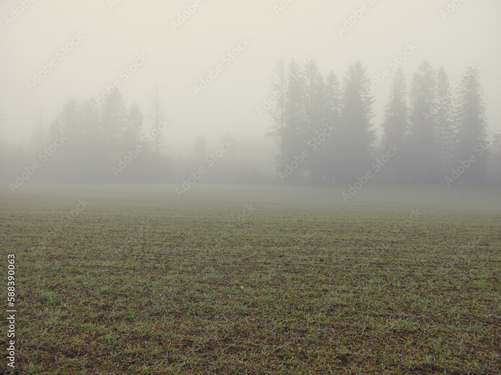 a foggy field with trees in the background