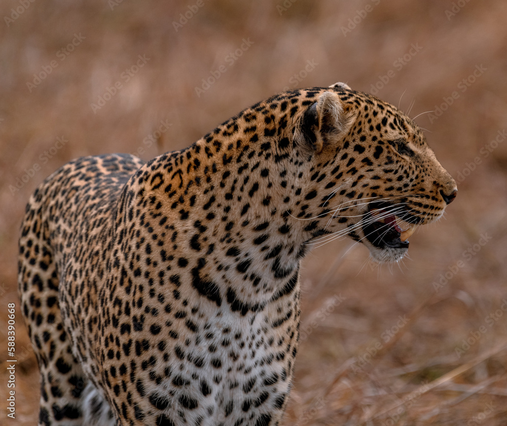 Obraz premium leopard in the tree